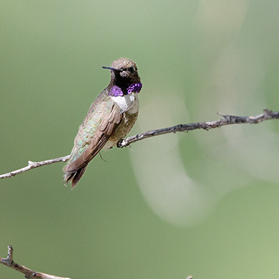 Hummingbird-Black-Chinned