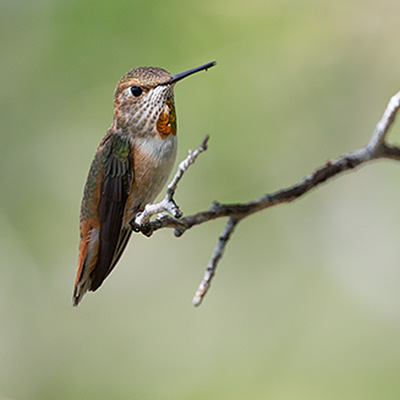 Hummingbird-Rufous