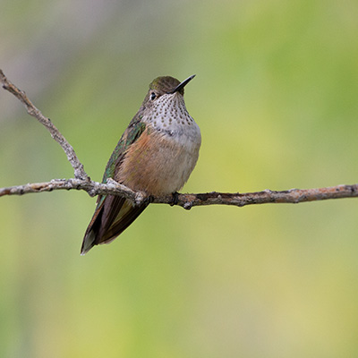 Hummingbird