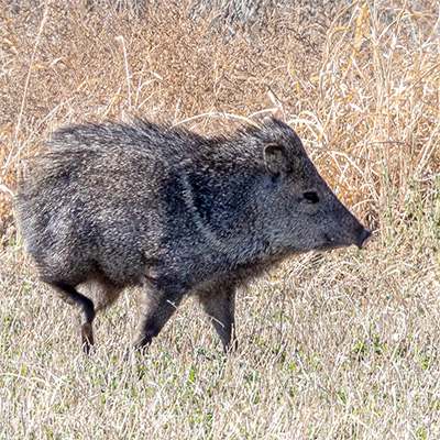 Javelina 