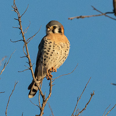 Kestrel-American 