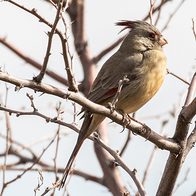 Pyrrhuloxia 