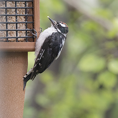 Woodpecker-Downy