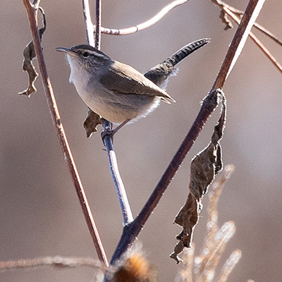 Wren-Bewick's