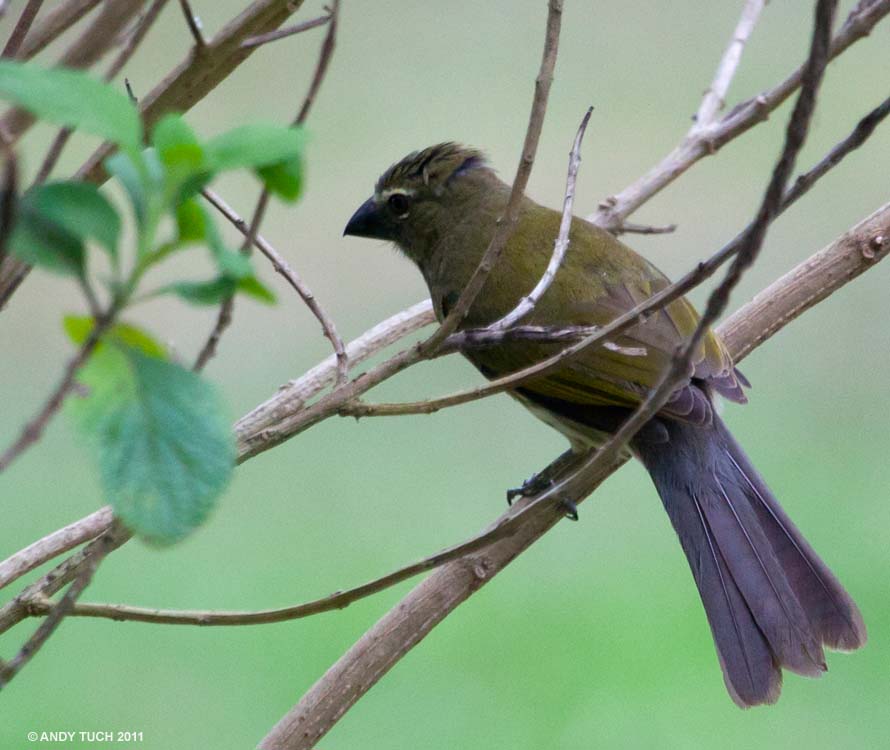 Saltator-Streaked Loading