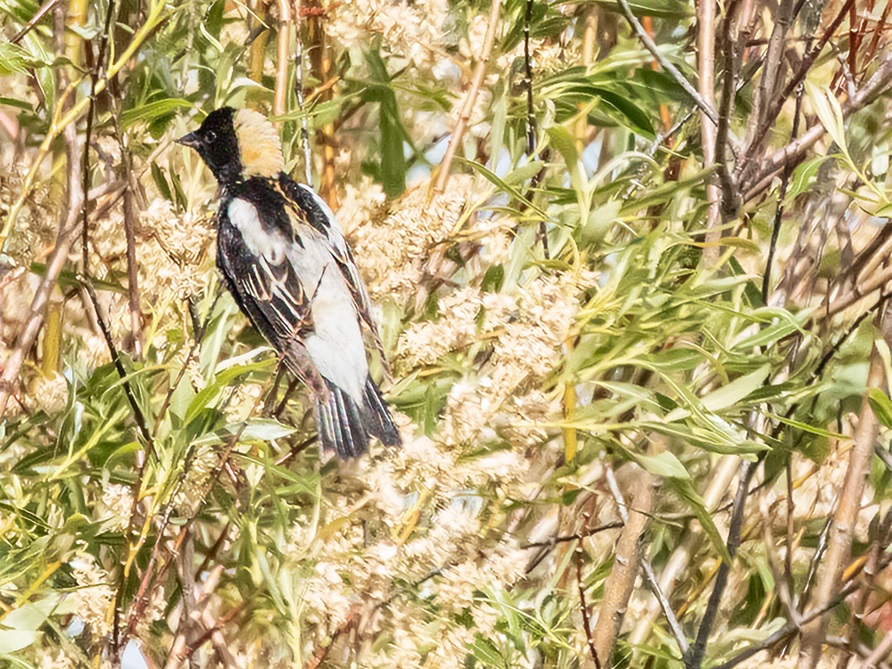 Bobolink