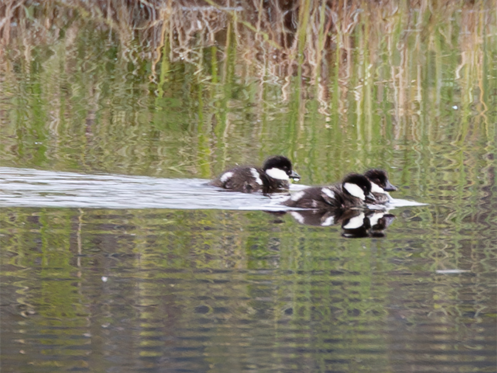  Duck-Goldeneye-Common