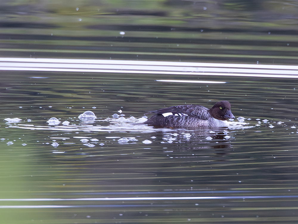  Duck-Goldeneye-Common