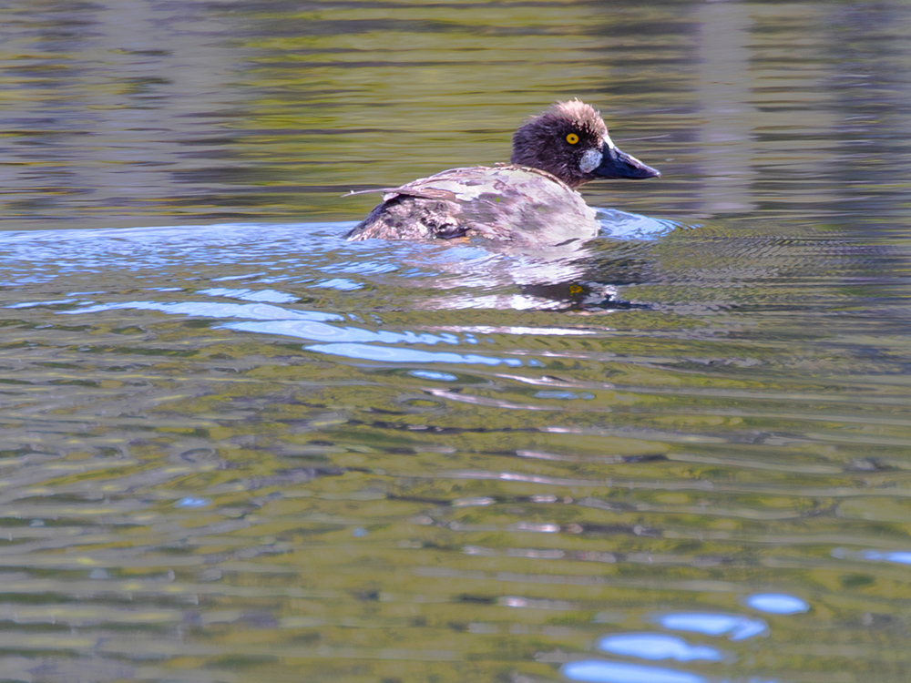  Duck-Goldeneye-Common