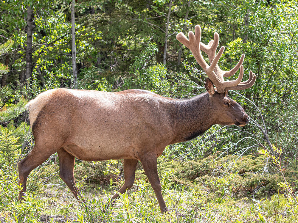  Elk