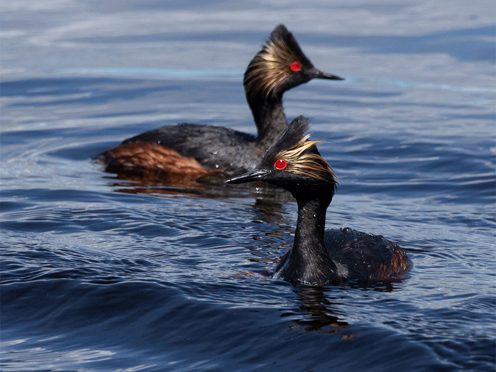  Grebe-Eared