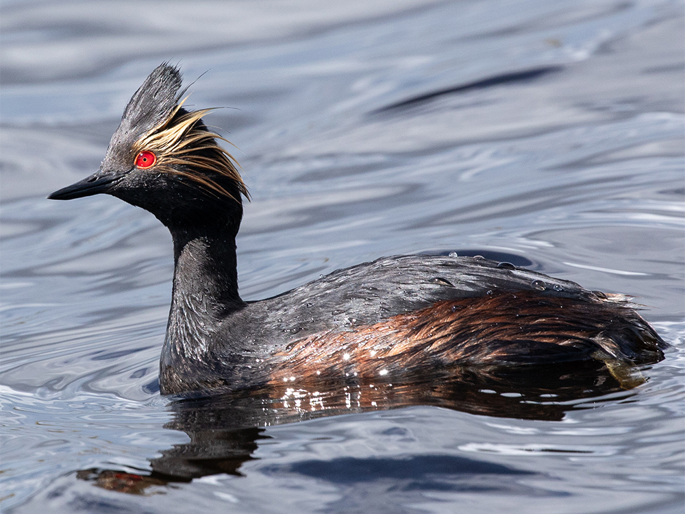  Grebe-Eared
