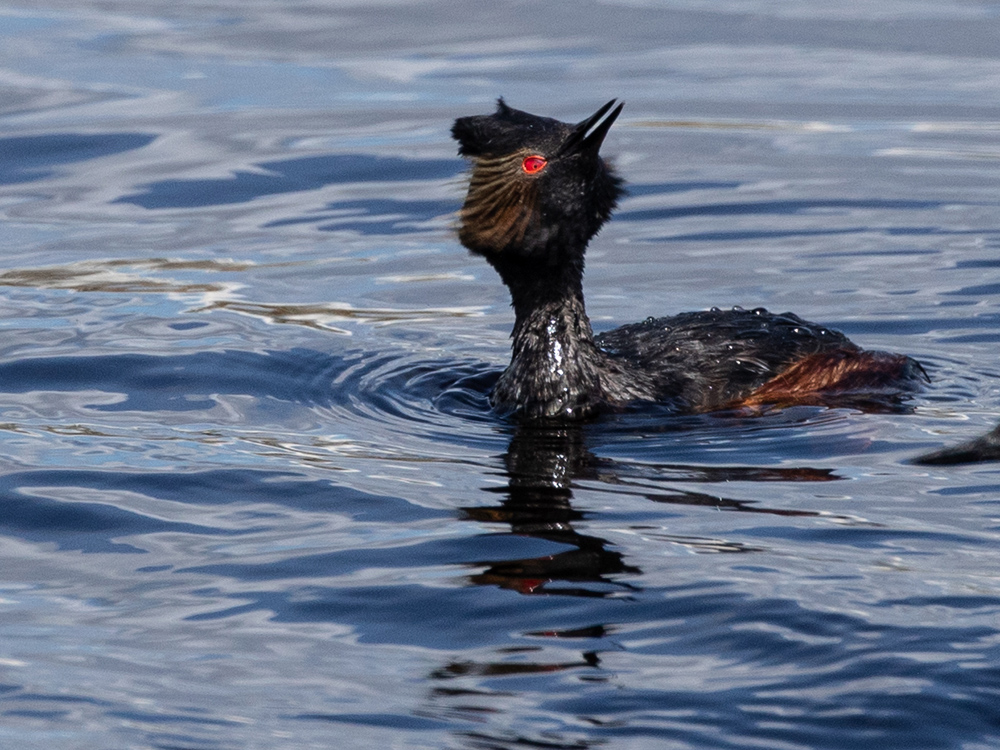  Grebe-Eared