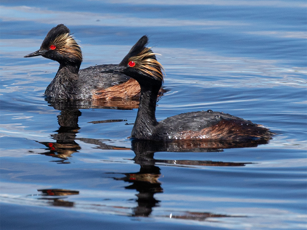  Grebe-Eared