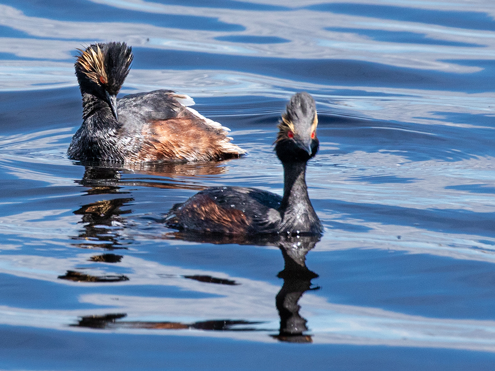  Grebe-Eared