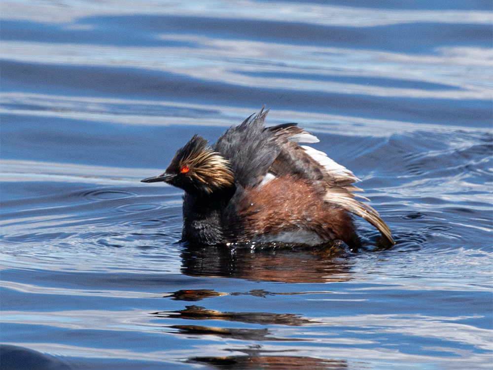  Grebe-Eared