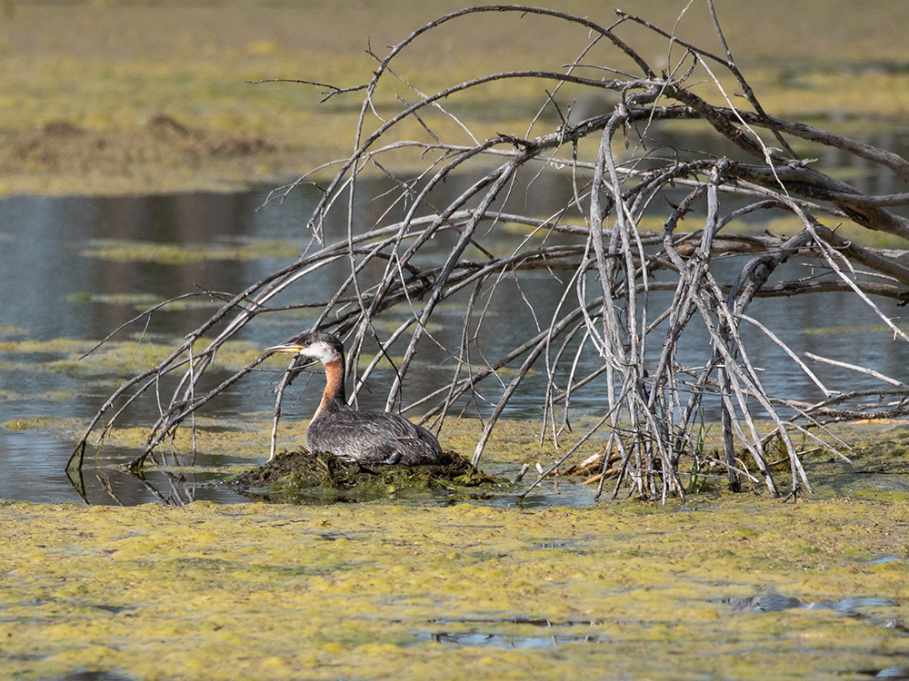   Grebe-Red-Necked