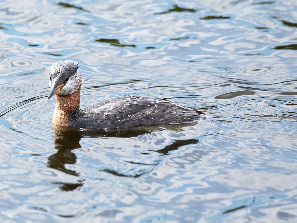   Grebe-Red-Necked