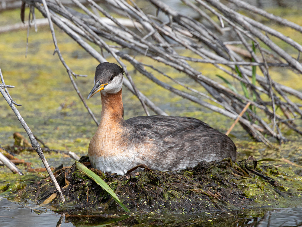  Grebe-Red-Necked
