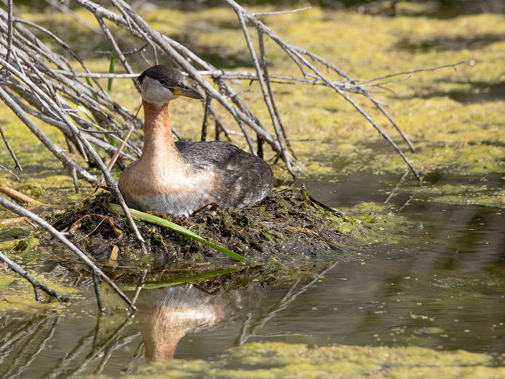   Grebe-Red-Necked