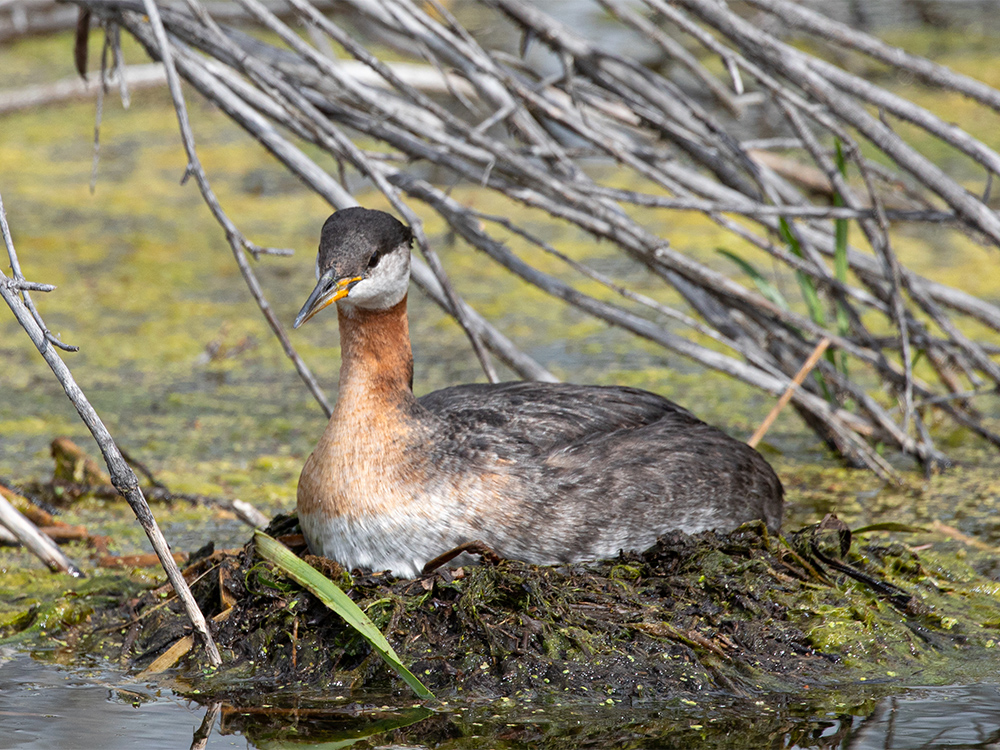   Grebe-Red-Necked