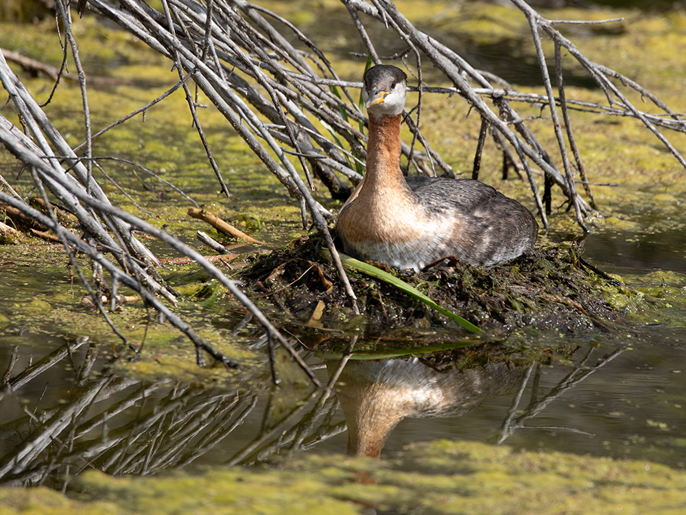   Grebe-Red-Necked