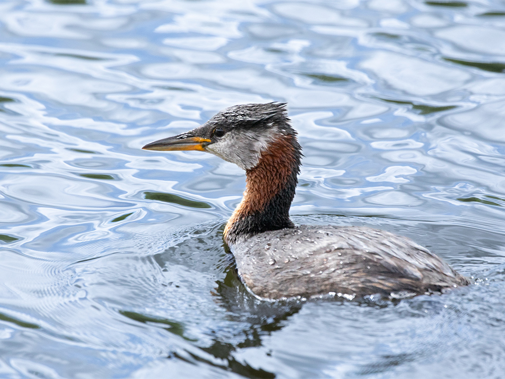   Grebe-Red-Necked