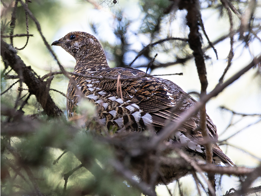  Grouse-Ruffed-F