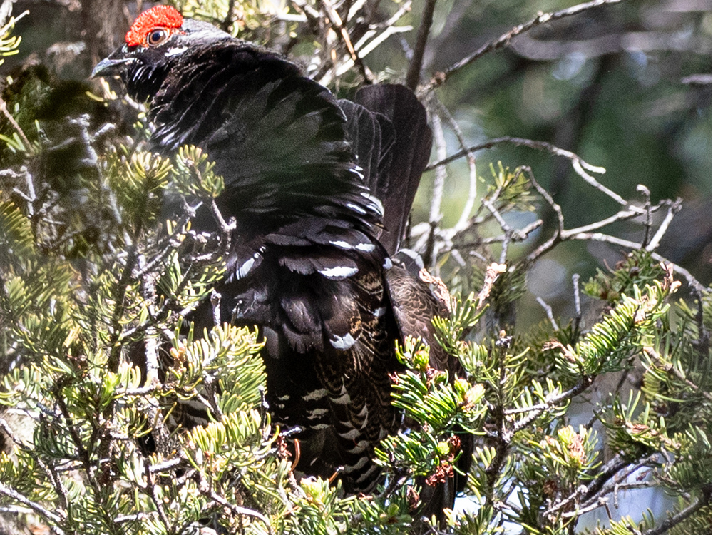 Grouse-Ruffed