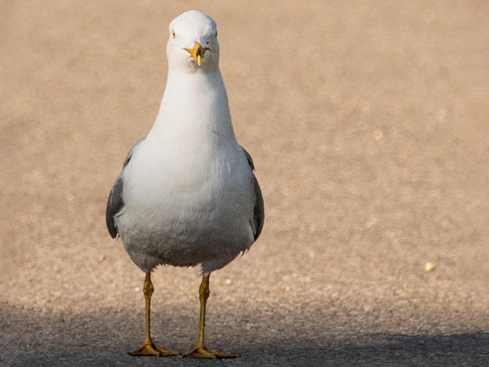 Gull-Ring-Billed