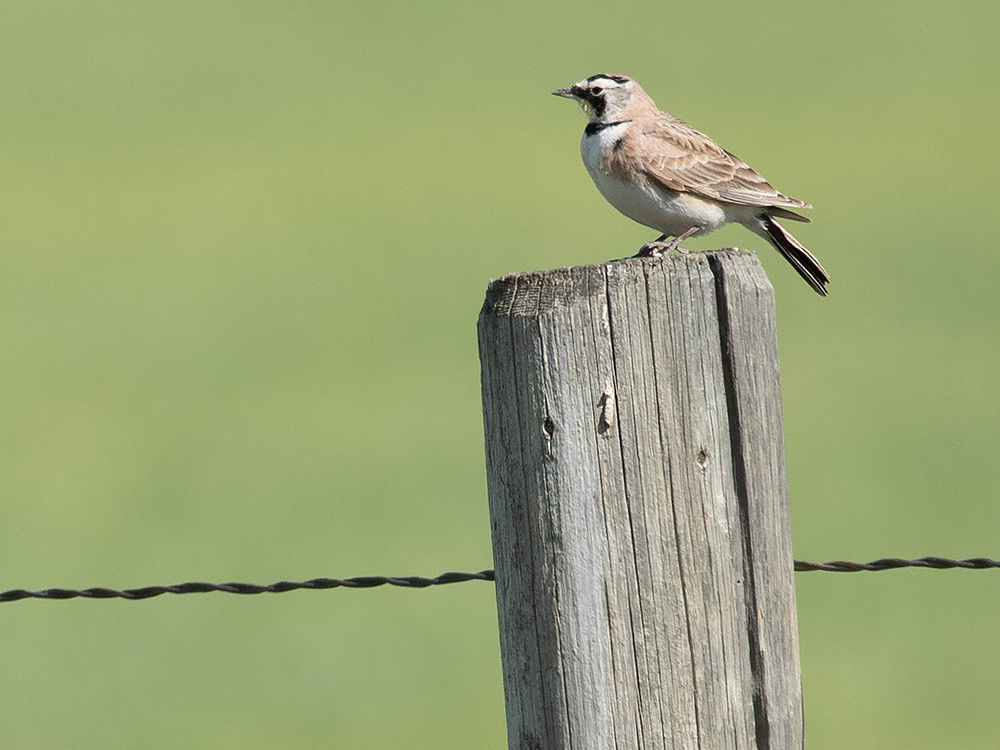 Lark-Horned