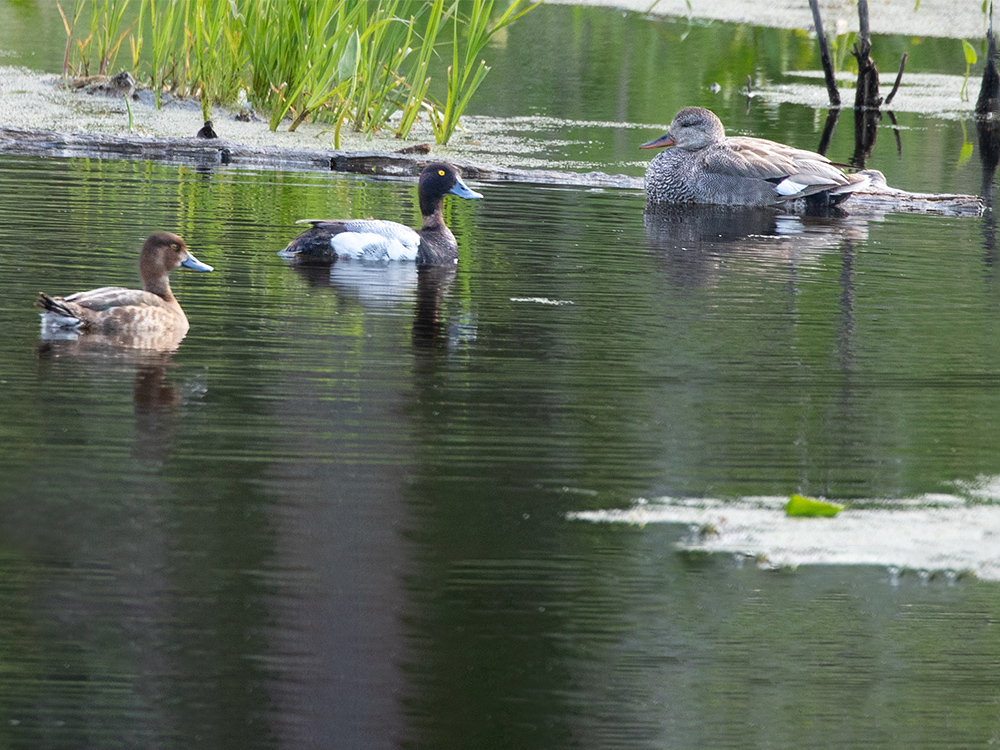  Scaup-Lesser