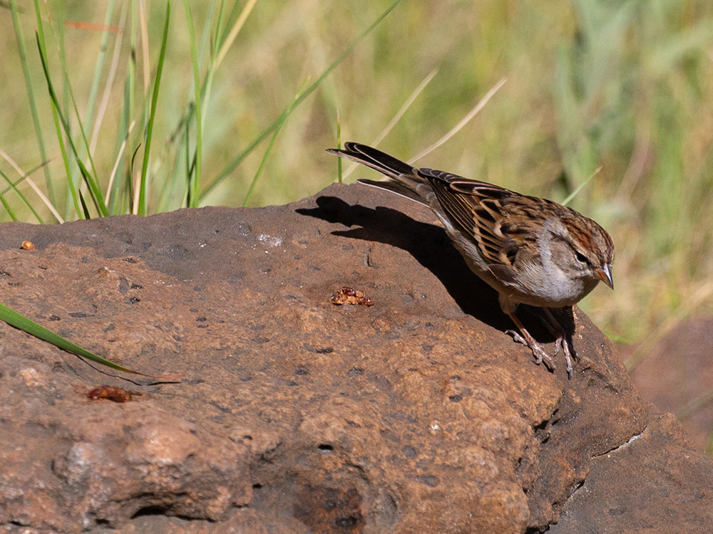 Sparrow-Chipping (Adult-Non Breeding)