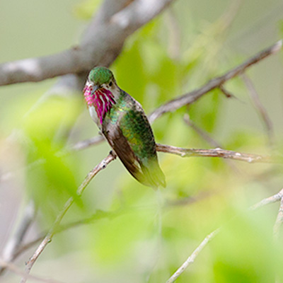 Hummingbird-Calliope 