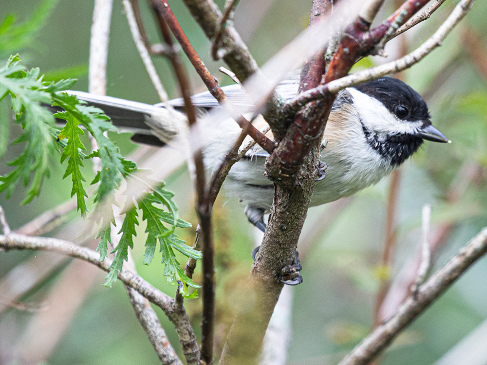 Chickadee-Black-Capped