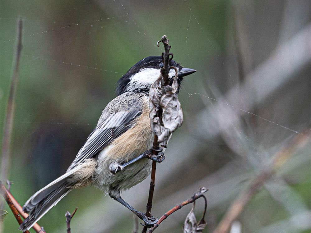 Chickadee-Black-Capped