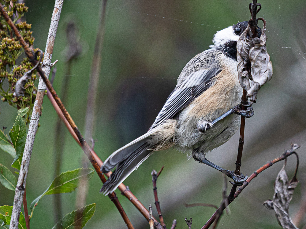 Chickadee-Black-Capped