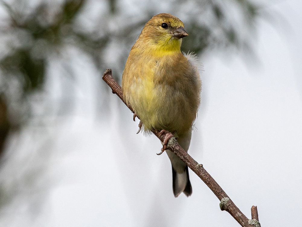 CGoldfinch-American