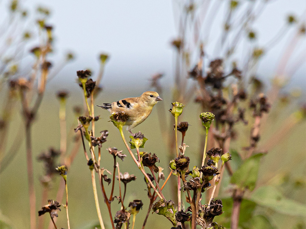  Goldfinch-American