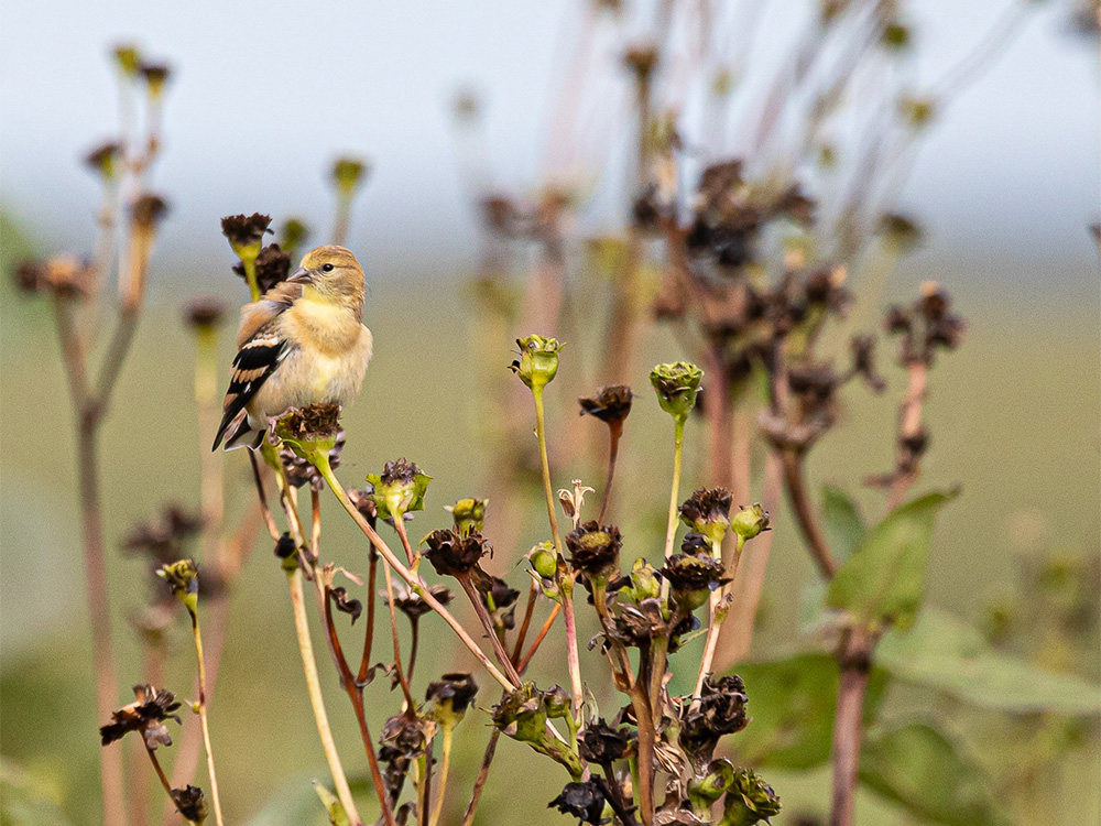  Goldfinch-American