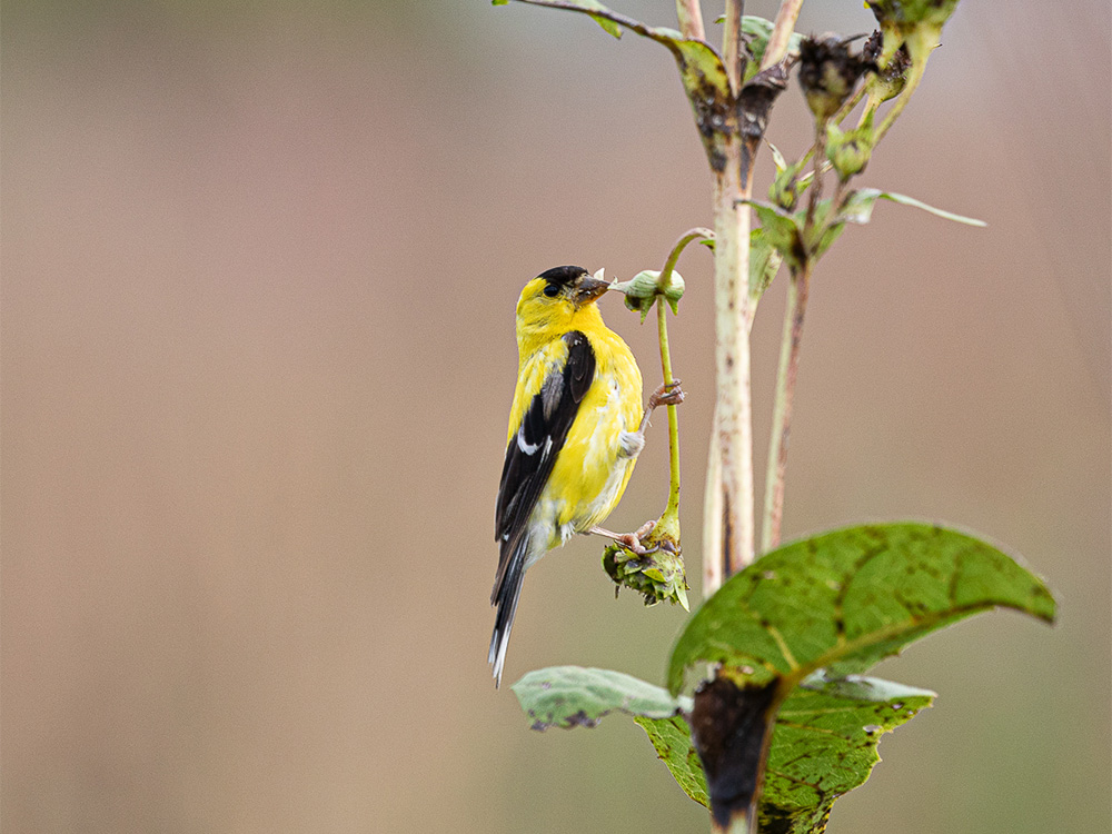  Goldfinch-Americann