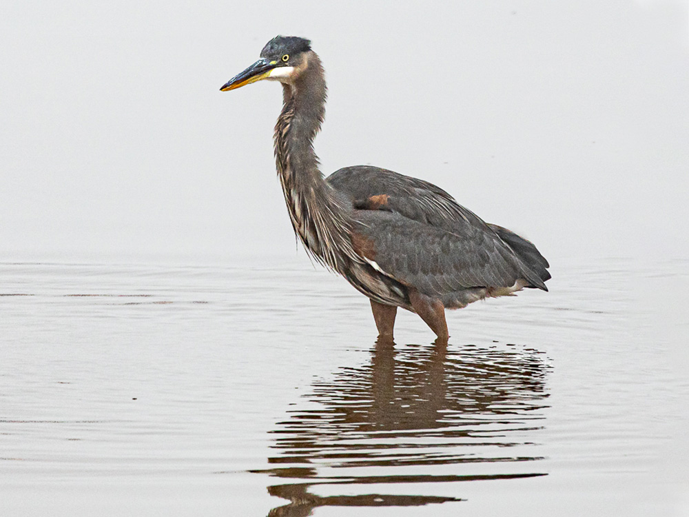 Heron-Great-Blue