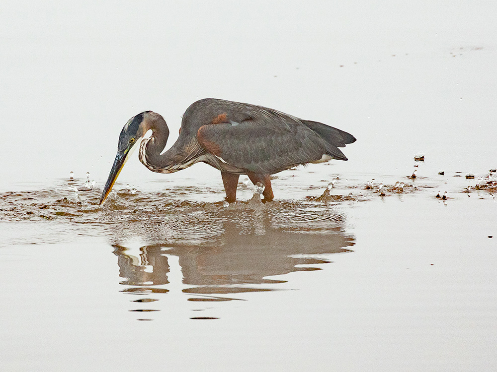 Heron-Great-Blue
