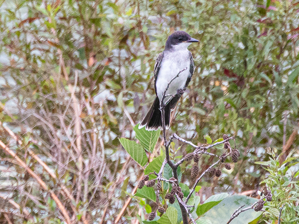 Kingbird-Eastern
