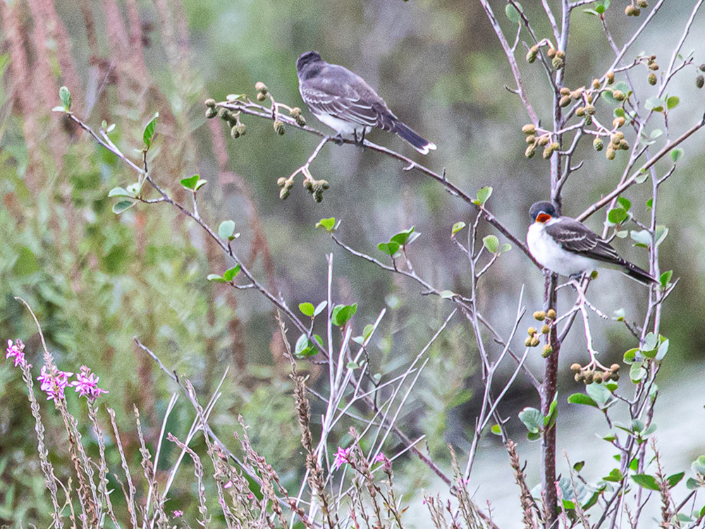 Kingbird-Eastern