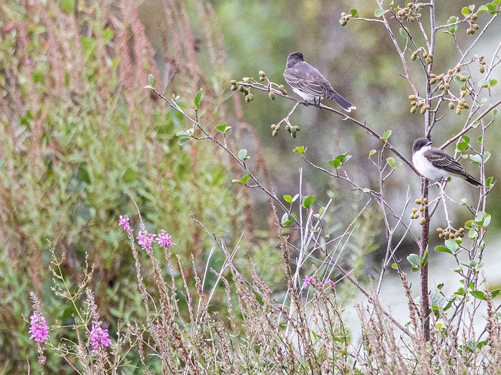 Kingbird-Eastern