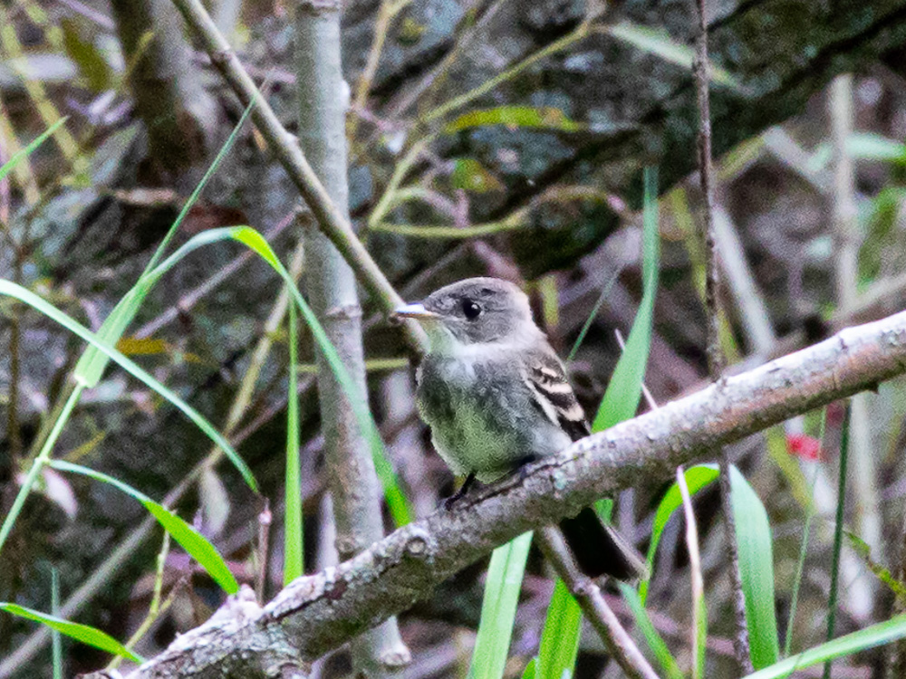 Pewee-Eastern-Wood