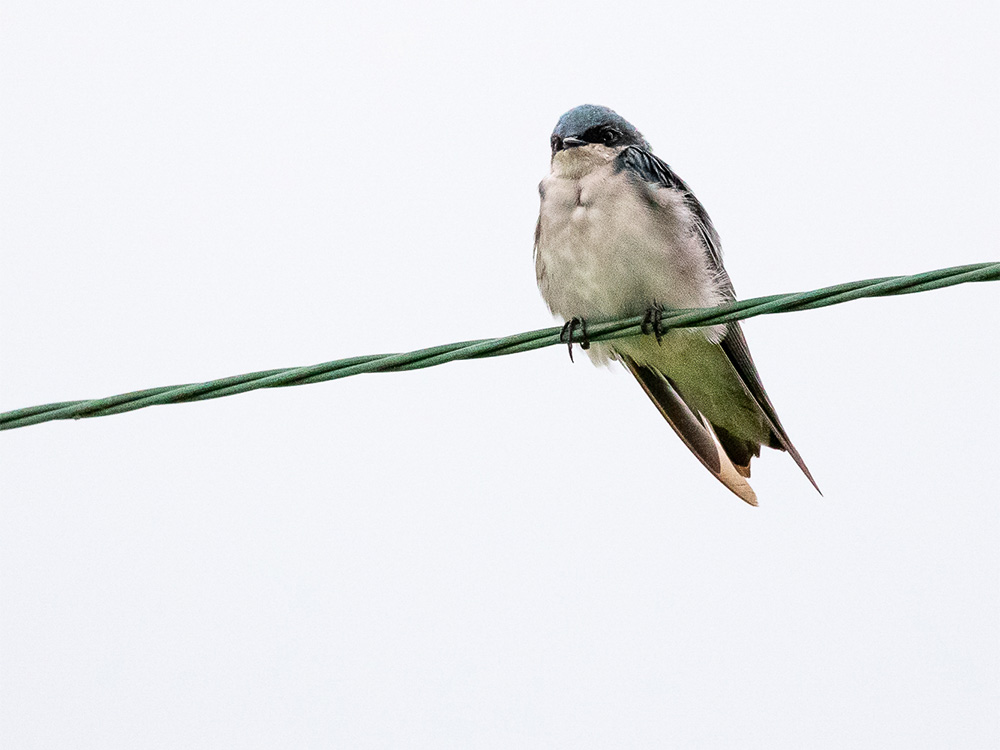 Swallow-Tree