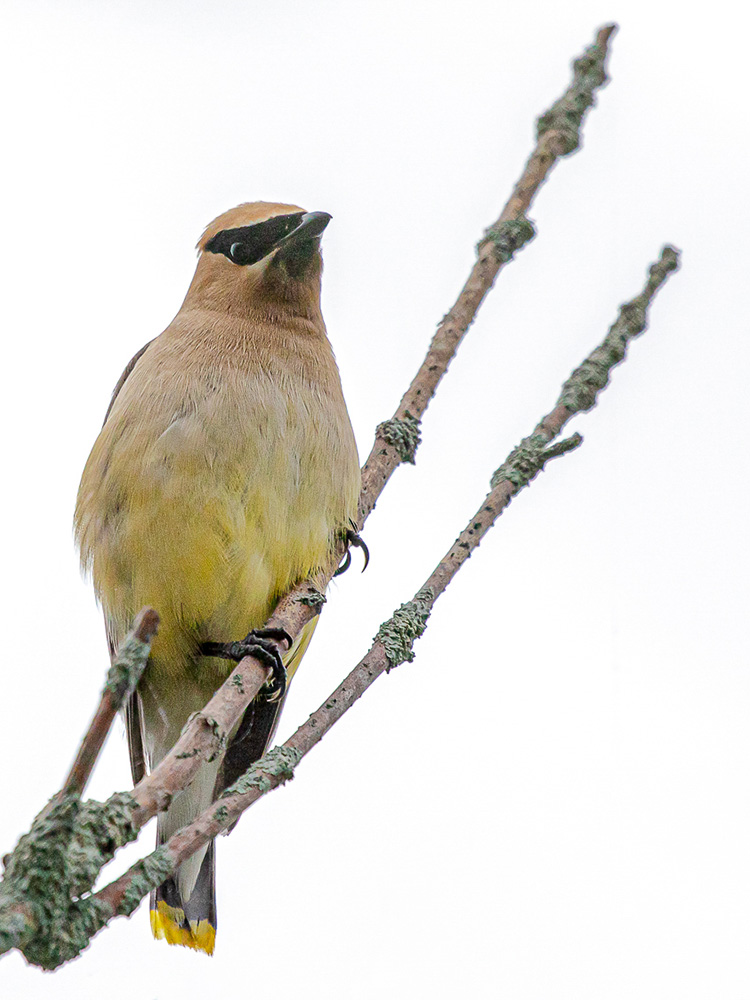 Waxwing-Cedar
