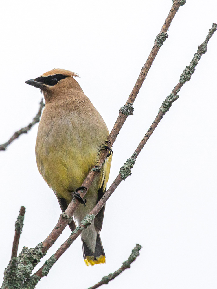 Waxwing-Cedar